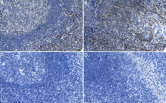 Anti-CXCL12/SDF1 Antibody, clone 5I2 ZooMAb&#174; Rabbit Monoclonal recombinant, expressed in HEK 293 cells