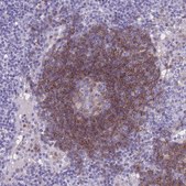 Anti-CD37 antibody produced in rabbit Prestige Antibodies® Powered by Atlas Antibodies, affinity isolated antibody, buffered aqueous glycerol solution