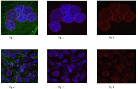 Anti-Nesprin-2 Antibody, clone K20-478 clone K20-478, from mouse