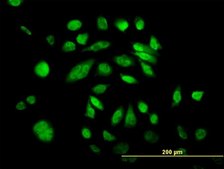 Monoclonal Anti-POLK antibody produced in mouse clone 6F2, purified immunoglobulin, buffered aqueous solution