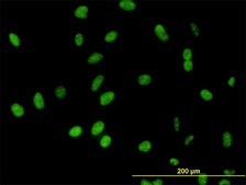 Monoclonal Anti-DDX54 antibody produced in mouse clone 2H6, purified immunoglobulin, buffered aqueous solution