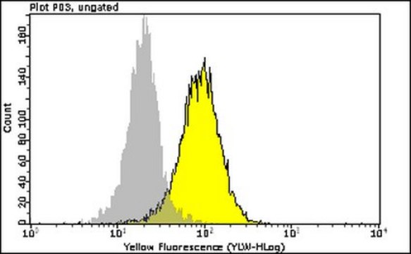 Anti-phospho-ATM (Ser1981) Antibody, clone 10H11.E12 PE conjugate clone 10H11.E12, from mouse, PE