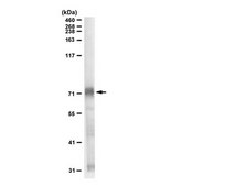 Anti-Sox9 from rabbit