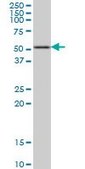 Monoclonal Anti-HDAC3 antibody produced in mouse clone 3E11, purified immunoglobulin, buffered aqueous solution