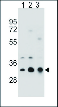 ANTI-TPM4 (N-TERM) antibody produced in rabbit IgG fraction of antiserum, buffered aqueous solution