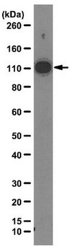 Anti-hnRNP U Antibody, clone 3G6 clone 3G6, from mouse