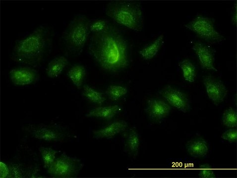 Monoclonal Anti-HGS antibody produced in mouse clone 6D11, purified immunoglobulin, buffered aqueous solution