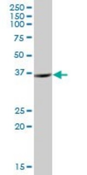 Anti-ZNF24 antibody produced in mouse purified immunoglobulin, buffered aqueous solution