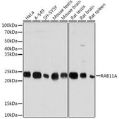 Anti-RAB11A antibody produced in rabbit