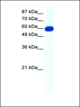 Anti-SLC18A1 antibody produced in rabbit affinity isolated antibody