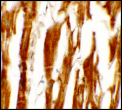 Anti-ESRRB antibody produced in rabbit affinity isolated antibody