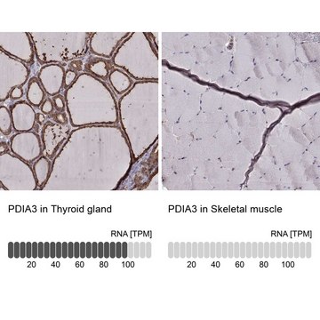 Monoclonal Anti-PDIA3 antibody produced in mouse Prestige Antibodies&#174; Powered by Atlas Antibodies, clone CL2444, purified immunoglobulin, buffered aqueous glycerol solution