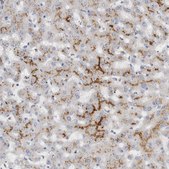 Anti-MGAT1 antibody produced in rabbit Prestige Antibodies® Powered by Atlas Antibodies, affinity isolated antibody, buffered aqueous glycerol solution
