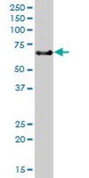 Anti-TNFRSF21 antibody produced in mouse purified immunoglobulin, buffered aqueous solution