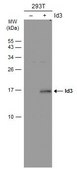 Monoclonal Anti-ID3 antibody produced in mouse