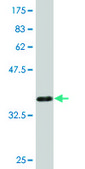 Monoclonal Anti-GSTM4 antibody produced in mouse clone 4B4, purified immunoglobulin, buffered aqueous solution