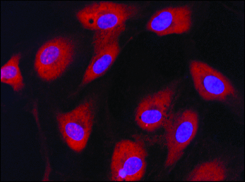 Anti-eIF2B&#949; antibody produced in rabbit IgG fraction of antiserum, buffered aqueous solution