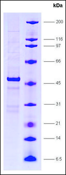 Dr1 (NC2&#946;, 19 kDa), GST tagged human recombinant, expressed in E. coli, &#8805;80% (SDS-PAGE)