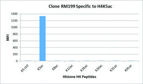 Anti-Acetyl-Histone H4 (Lys5) antibody, Rabbit monoclonal recombinant, expressed in HEK 293 cells, clone RM199, purified immunoglobulin