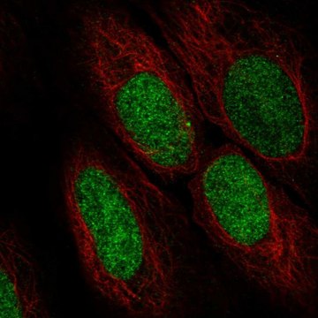 Anti-ASF1A antibody produced in rabbit Prestige Antibodies&#174; Powered by Atlas Antibodies, affinity isolated antibody