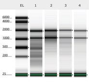 Nucleic Acid Preservation buffer, microbial DNA free Stabilizes and protects DNA and RNA