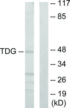 Anti-TDG antibody produced in rabbit affinity isolated antibody