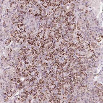 Anti-RNF39 antibody produced in rabbit Prestige Antibodies&#174; Powered by Atlas Antibodies, affinity isolated antibody, buffered aqueous glycerol solution