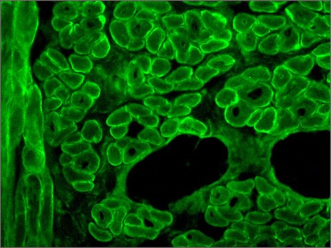 Monoclonal Anti-Dystrophin antibody produced in mouse clone MANDYS8, ascites fluid