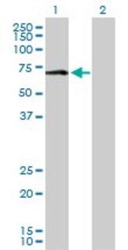 Anti-MAOA antibody produced in rabbit purified immunoglobulin, buffered aqueous solution