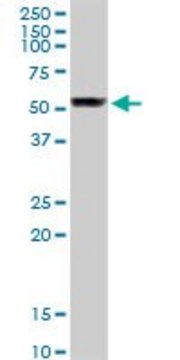 Anti-TUBB1 antibody produced in rabbit purified immunoglobulin, buffered aqueous solution