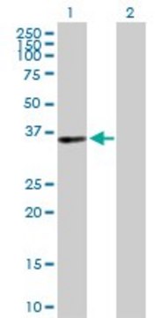 Anti-PIR antibody produced in rabbit purified immunoglobulin, buffered aqueous solution