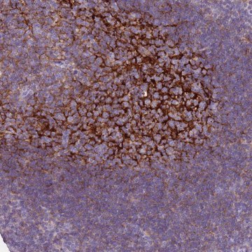 Anti-CR1 antibody produced in rabbit Prestige Antibodies&#174; Powered by Atlas Antibodies, affinity isolated antibody, buffered aqueous glycerol solution