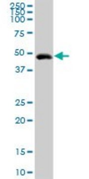 Anti-GIF antibody produced in rabbit purified immunoglobulin, buffered aqueous solution