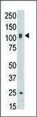 Anti-ABCB6 (C-term) antibody produced in rabbit IgG fraction of antiserum, buffered aqueous solution