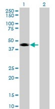 Anti-CD209 antibody produced in mouse purified immunoglobulin, buffered aqueous solution