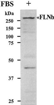 Anti-Filamin B Antibody Chemicon&#174;, from rabbit