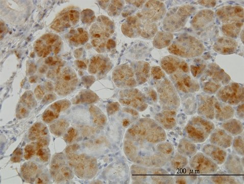 Monoclonal Anti-GSR antibody produced in mouse clone 6B4, purified immunoglobulin, buffered aqueous solution