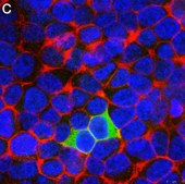 Anti-Myc tag Antibody, clone 4A6 ZooMAb® Mouse Monoclonal recombinant, expressed in HEK 293 cells