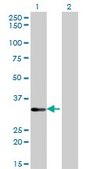 Monoclonal Anti-STK16 antibody produced in mouse clone M2, purified immunoglobulin, buffered aqueous solution