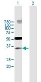 Anti-IRF2 antibody produced in mouse purified immunoglobulin, buffered aqueous solution