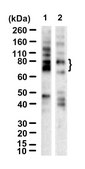 Anti-CMV immediate early Antibody, clone 6F8.2 ZooMAb® Mouse Monoclonal recombinant, expressed in HEK 293 cells