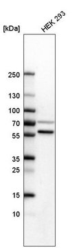 Anti-SETD6 antibody produced in rabbit Prestige Antibodies&#174; Powered by Atlas Antibodies, affinity isolated antibody, buffered aqueous glycerol solution