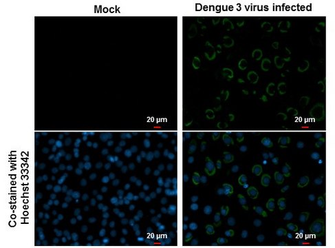 Monoclonal Anti-Dengue virus Envelope protein antibody produced in mouse clone GT643, affinity isolated antibody