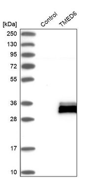 Anti-TMED6 antibody produced in rabbit Prestige Antibodies&#174; Powered by Atlas Antibodies, affinity isolated antibody, buffered aqueous glycerol solution