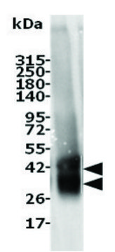 A2A (Adenosine Receptor A2A) recombinant, expressed in Sf9 cells