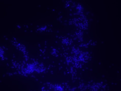 Porphyromonas gingivalis FISH probe - ATTO488 Probe for fluorescence in situ hybridization (FISH)