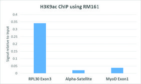 Anti-Acetyl-Histone H3 (Lys9) antibody, Rabbit monoclonal recombinant, expressed in HEK 293 cells, clone RM161, purified immunoglobulin