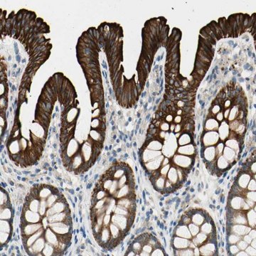 Anti-DUSP12 antibody produced in rabbit Prestige Antibodies&#174; Powered by Atlas Antibodies, affinity isolated antibody, buffered aqueous glycerol solution