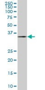 Monoclonal Anti-ZWINT antibody produced in mouse clone 1B7, purified immunoglobulin, buffered aqueous solution