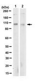 Anti-UBE3A Antibody, clone 10H7.1 clone 10H7.1, from mouse